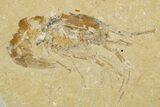 Two Cretaceous Fossil Shrimp - Lebanon #308515-1